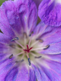 Beemdooievaarsbek-Meadow-geranium-Wiesen-Storchschnabel-Geranium-pratense-Noorwegen-Norway-Norwegen