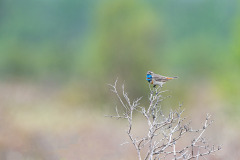Blauwborst-roodgesterde-Bluethroat-Rotsternige-Blaukehlchen-Luscinia-svecica-volgae Norway