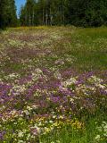 Bloemenweide-Flower meadow-Blumenwiese-Hohe-Kuste Zweden-Sweden-Schweden