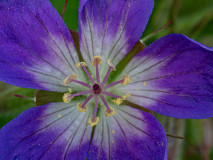 Bosooievaarsbek-Woodcranesbill-Wald-Storchschnabel-Geranium sylvaticum-Noorwegen-Norway-Norwegen