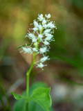 Dalkruid-May lily-Zweiblattrige Schattenblume-Maianthemum bifolium-Zweden-Sweden-Schweden