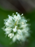 Dalkruid-May lily-Zweiblattrige Schattenblume-Maianthemum bifolium-Zweden-Sweden-Schweden