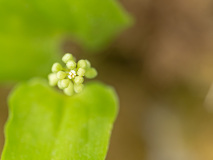 Dalkruid-May lily-Zweiblattrige Schattenblume-Maianthemum bifolium-Zweden-Sweden-Schweden