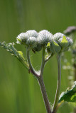 Donzige-klit-Woolly-burdock-Wollkopf-Klette-Arctium-tomentosum-Zweden-Sweden-Schweden