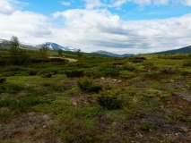 Dovrefjell Sunndalfjella National-park-Noorwegen-Norway-Norwegen