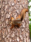 Eekhoorn-Red squirrel-Eichhornchen-Sciurus vulgaris-Zweden-Sweden-Schweden
