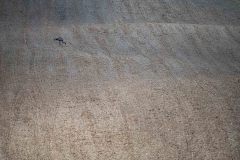 Eenzame-Kraanvogel-Lonely-Crane-Einsamer-Kranich-Grus-grus-Noorwegen-Norway-Norwegen