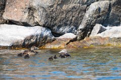 Eidereend-Common eider-Eiderente-Somateria mollissima-Zweden-Sweden-Schweden
