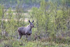 Eland-Elk-Elch-Alces-alces-Noorwegen-Norway-Norwegen