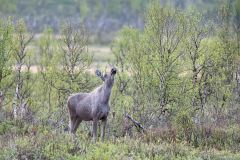 Eland-Elk-Elch-Alces-alces-Noorwegen-Norway-Norwegen