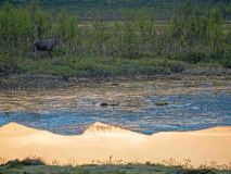 Eland-Elk-Elch-Alces-alces-Noorwegen-Norway-Norwegen
