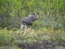 Eland-Elk-Elch-Alces-alces-Noorwegen-Norway-Norwegen