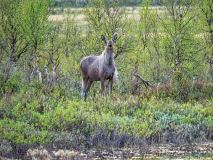 Eland-Elk-Elch-Alces-alces-Noorwegen-Norway-Norwegen