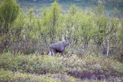 Eland-Elk-Elch-Alces-alces-Noorwegen-Norway-Norwegen