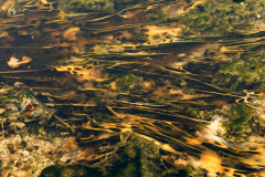 Biscuit Basin Geyser-Yellowstone USA