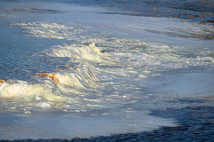 Canary Spring-Yellowstone USA