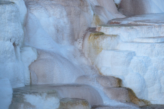 Canary Spring-Yellowstone USA