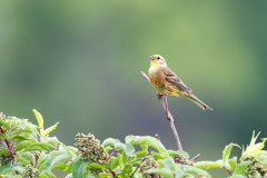 Geelgors-Yellowhammer-Goldammer-Emberiza-citrinella-Zweden-Sweden-Schweden