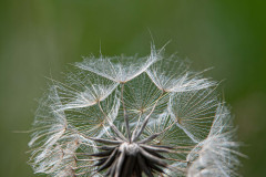 Gele-morgenster-Meadow-salsify-Wiesen-Bocksbart-Tragopogon-pratensis-Zweden-Sweden-Schweden