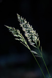 Gras-in-tegenlicht-Grass-in-backlight-Gras-im-Gegenlicht-Zweden-Sweden-Schweden
