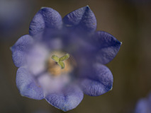 Grasklokje-Scottish-bluebell-Rundblattrige-Glockenblume-Campanula-rotundifolia-Noorwegen-Norway-Norwegen