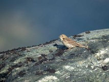Graspieper-Meadow-pipit-Wiesenpieper-Anthus-pratensis-Noorwegen-Norway-Norwegen