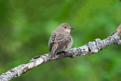 Grauwe-Vliegenvanger-Spotted-flycaycher-Grauschnapper-Muscicapa-striata-Noorwegen-Norway-Norwegen