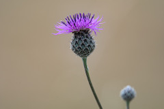 Grote centaurie-Greater knapweed-Skabiosen Flockenblume-Centaurea scabiosa-Zweden-Sweden-Schweden