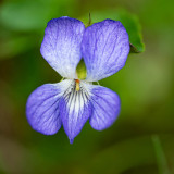 Hondsviooltje-Heath-violet-Hunds-Veilchen-Viola-canina-Noorwegen-Norway-Norwegen