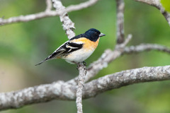 Keep-Brambling-Bergfink-Fringilla-montifringilla-Noorwegen-Norway-Norwegen