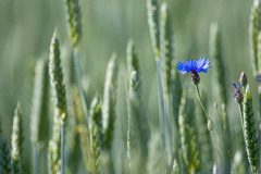 Korenbloem-Cornflower-Kornblume-Centaurea-cyanus-Zweden-Sweden-Schweden