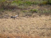 Kraanvogel-Crane-Kranich-Grus grus-Noorwegen-Norway-Norwegen