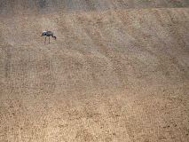 Kraanvogel-Crane-Kranich-Grus grus-Noorwegen-Norway-Norwegen