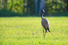 Kraanvogel-Crane-Kranich-Grus grus-Noorwegen-Norway-Norwegen