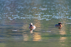 Kuifduiker-Horned grebe-Ohrentaucher-Podiceps auritus-Zweden-Sweden-Schweden