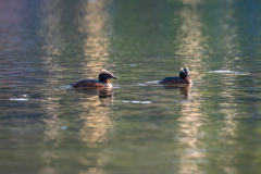 Kuifduiker-Horned grebe-Ohrentaucher-Podiceps auritus-Zweden-Sweden-Schweden