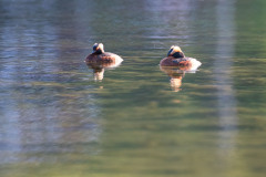 Kuifduiker-Horned grebe-Ohrentaucher-Podiceps auritus-Zweden-Sweden-Schweden