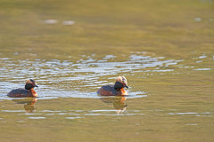Kuifduiker-Horned grebe-Ohrentaucher-Podiceps auritus-Zweden-Sweden-Schweden