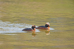 Kuifduiker-Horned grebe-Ohrentaucher-Podiceps auritus-Zweden-Sweden-Schweden