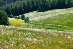 Landschap nabij Hoga-Kusten-Landscape near Hoga Kusten-Landschaft in der Nahe Hoga Kusten-Zweden-Sweden-Schweden