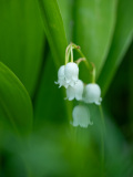 Lelietje van dalen-Lily of th valley-Maiglockchen-Convallaria majalis-Zweden-Sweden-Schweden