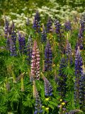 Lupine-Lupinus-Lupinen-Lupinus-Zweden-Sweden-Schweden