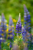 Lupine-Lupinus-Lupinen-Lupinus-Zweden-Sweden-Schweden