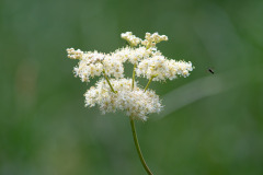 Moerasspirea-Meadowsweet-Echte Madesus-Filipendula ulmaria-Zweden-Sweden-Schweden