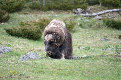 Muskusos-Muskox-Moschusochse-Ovibos moschatus-Noorwegen-Norway-Norwegen