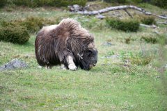Muskusos-Muskox-Moschusochse-Ovibos moschatus-Noorwegen-Norway-Norwegen