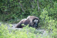 Muskusos-Muskox-Moschusochse-Ovibos moschatus-Noorwegen-Norway-Norwegen