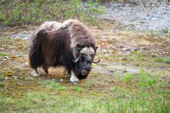 Muskusos-Muskox-Moschusochse-Ovibos moschatus-Noorwegen-Norway-Norwegen