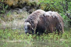 Muskusos-Muskox-Moschusochse-Ovibos moschatus-Noorwegen-Norway-Norwegen