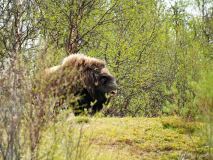 Muskusos-Muskox-Moschusochse-Ovibos moschatus-Noorwegen-Norway-Norwegen